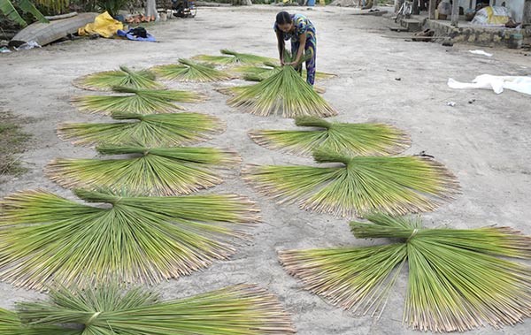 Hình ảnh phơi cỏ bàng như một tác phẩm nghệ thuật