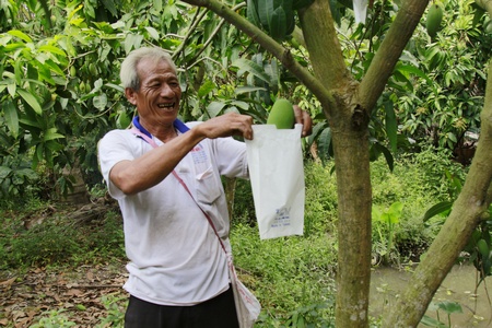 Ông Quân chăm sóc vườn xoài để kịp bán vào dịp rằm tháng 3 âm lịch