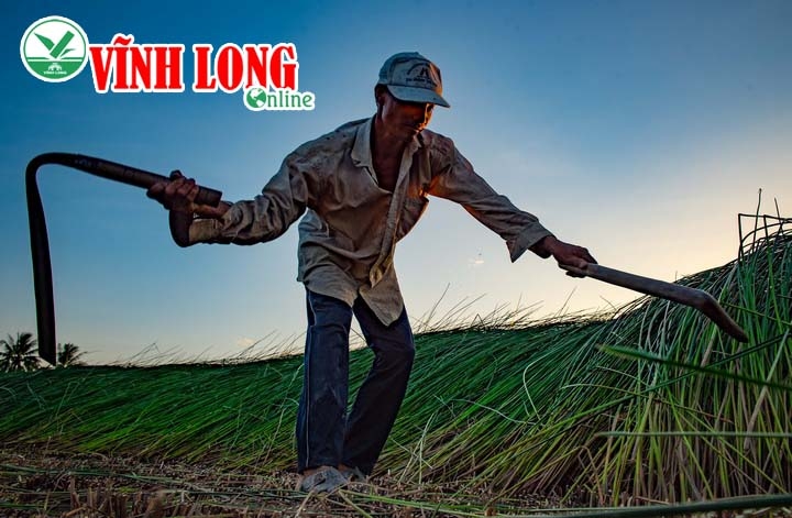 Vào mùa thu hoạch, bà con trồng lác “dần công” với nhau.