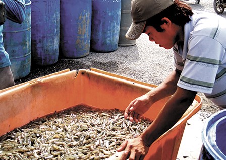 Ông Trần Văn Chính, ngụ ấp Rạch Gốc, xã Long Hòa, tỉnh Trà Vinh bần thần trước vụ tôm chết. Ảnh: TRUNG KIÊN