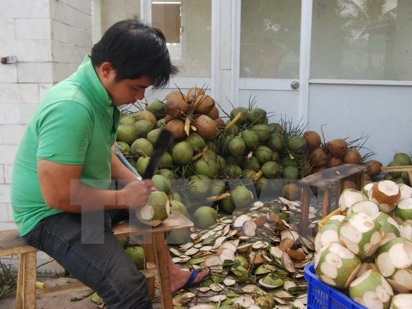 Công nhân Công ty TNHH XNK trái cây Mekong sơ chế dừa xuất khẩu. (Ảnh: Phạm Văn Trí/TTXVN)