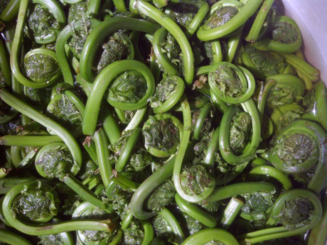 Fiddleheads thường được biết đến với cái tên rau dương xỉ, hay rau đuôi chồn, đây là loại rau ngon và giàu chất dinh dưỡng