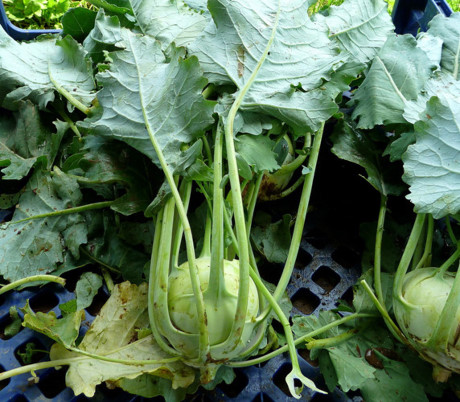 Kohlrabi là loại rau bổ dưỡng, phổ biến ở Ấn Độ. Loại rau này ở Việt nam gọi là xu hào