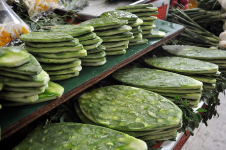 Nopales (xương rồng tai thỏ) có xuất xứ từ Mexico