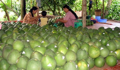 Dán nhãn bưởi lông Cổ Cò ở HTX Mỹ Lương.