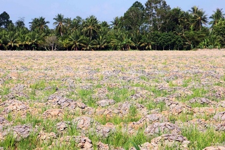 Một cánh đồng ở xã Tích Thiện (Trà Ôn) đã được lên mô chuẩn bị xuống giống cam sành.