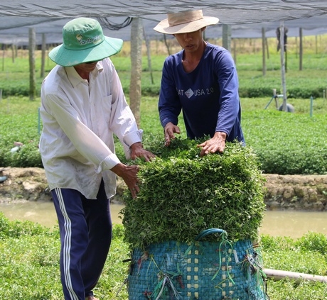 Vô giỏ xà lách xoong để dễ vận chuyển đi tiêu thụ.