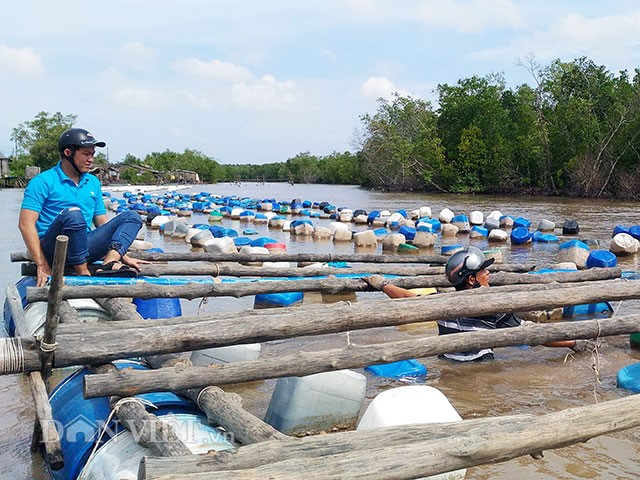 Những con hàu lồng vừa mới kéo lên còn nằm trên vỉ