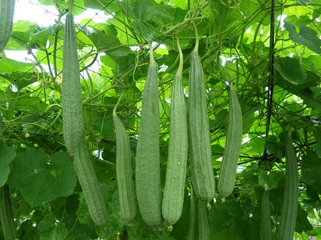 Mướp: Tác dụng chữa di tinh. Mướp 1 quả thái nhỏ ngâm nước sôi, củ súng 10g. Nấu củ súng lấy nước hòa vào nước mướp để uống.