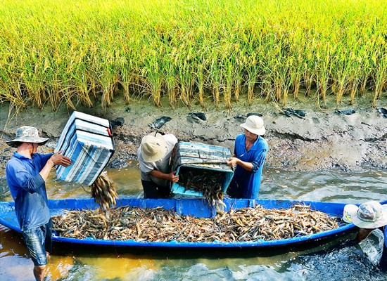 Thu hoạch tôm nuôi trong ruộng lúa ở Cà Mau