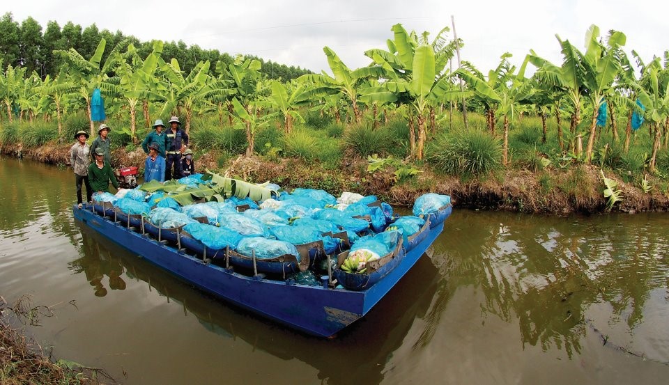 Bước đầu chưa đủ lượng công nhân phân loại, vệ sinh sản phẩm nên mỗi ngày công ty chỉ thu hoạch 0,2 ha trên tổng số 200 ha.