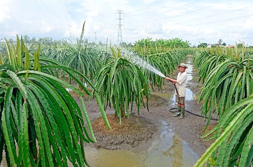 Thanh long giúp nhiều nông dân làm giàu