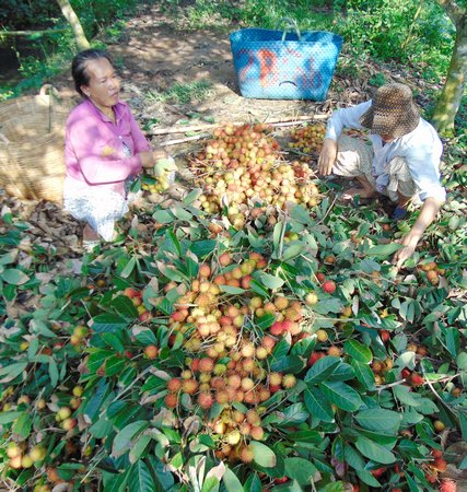Chôm chôm là loại cây chủ lực, bền vững của 4 xã cù lao huyện Long Hồ.