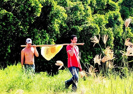 Mật ong rừng U Minh