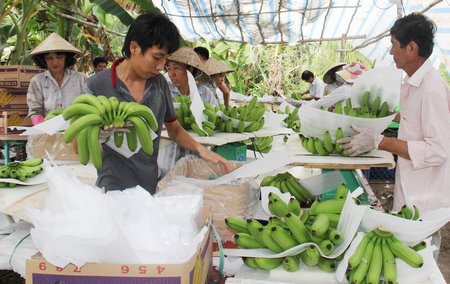 Nhân công đều phải đi học ở trang trại của “vua chuối” Long An từ khâu thu hoạch chuối.