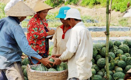 Dưa hấu dội hàng do “cung vượt cầu”