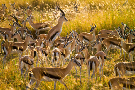 Đàn nai trong Vườn Quốc gia Serengeti ở Tanzania. (Nguồn: NatGeo)