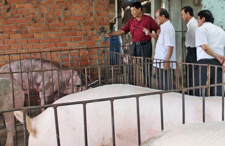 Hội Nông dân tỉnh tham quan mô hình chăn nuôi hiệu quả của nông dân.