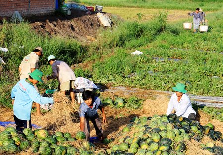 Giữa trưa nắng gay gắt, chú Quơn vẫn ra ruộng dưa nhổ cỏ, lặt chèo, cắt bỏ trái hư và thụ phấn cho dưa.