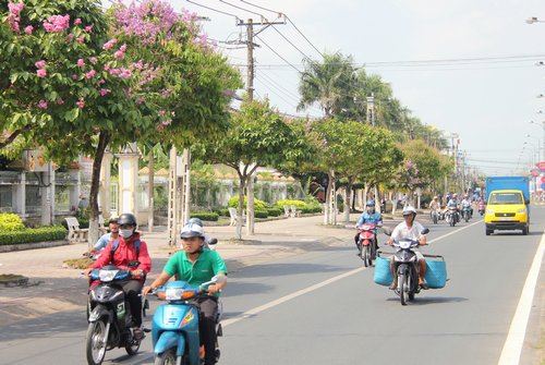 Hàng bằng lăng đua nở trên đường Nguyễn Huệ.