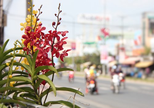 Đơn giản, nhẹ nhàng như những cánh hoa lan bán dạo trên phố.