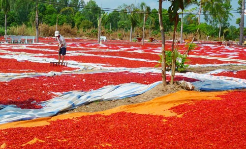 Không bán được, nhiều nông dân đã phơi ớt khô để trữ chờ giá cao lên sẽ bán.