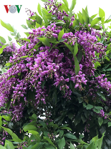 Du khách ai cũng ngạc nhiên về loài hoa này trong mùa trổ bông.