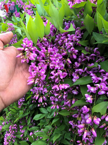 Sắc tím dễ bắt gặp ở Sơn Trà thời điểm cuối tháng 4.