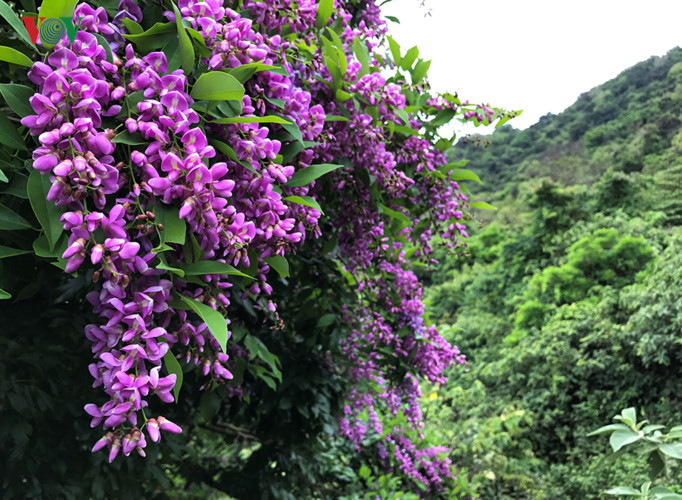 Những chùm hoa tím thật quyến rũ.