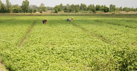 Căn cứ Tầm Vu xưa giờ phủ xanh những ruộng khoai lang.