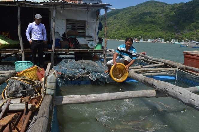 Tùy mức đầu tư và đầu ra thuận lợi, nghề nuôi cá lồng mang lại nguồn thu từ 500 - 700 triệu đồng cho mỗi hộ/năm