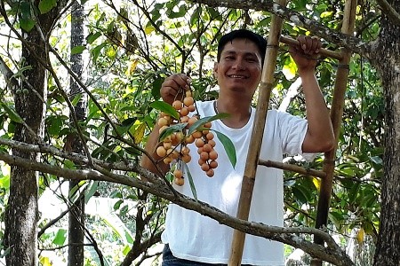 Anh Hà Hảo Hiếu lùng sục rất lâu trong vườn dâu chỉ tìm được 1 chùm trái thế này.