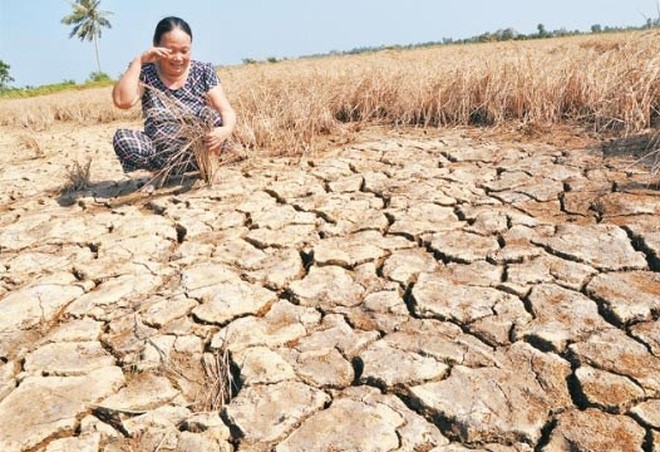 El Nino 2015-2016 đã gây ra đợt hạn mặn lớn nhất trong vòng hơn 100 năm.