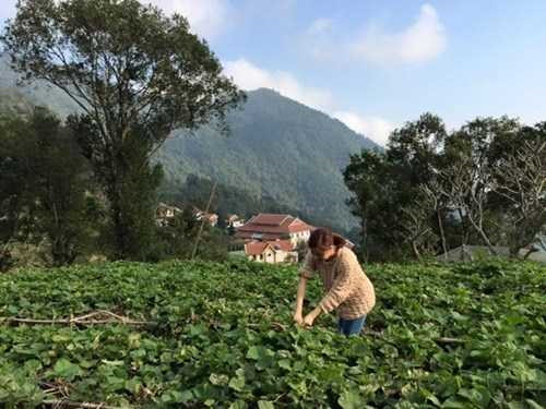 Người đẹp Hà Thành cũng thường xuyên chia sẻ những hình ảnh làm vườn đáng yêu khi ghé thăm ngôi nhà mới của mình.