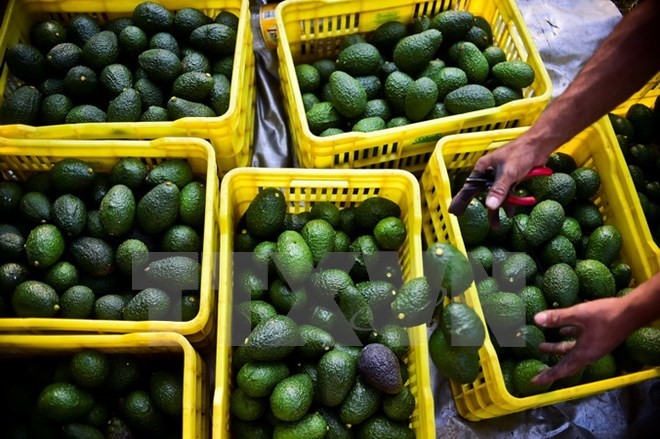 Bơ được thu hoạch tại Uruapan, bang Michoacan, Mexico. (Nguồn: AFP/TTXVN)