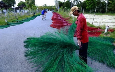 Con đường vào làng chiếu được điểm bởi những bó lác nhiều sắc màu.