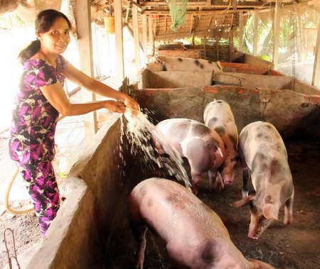 Người chăn nuôi lao đao vì giá heo tuột dốc.