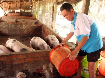 Bỏ chuồng hoặc cho ăn cầm chừng là hiện trạng của nhiều hộ chăn nuôi heo hiện nay.