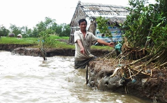 Bờ biển Cà Mau bị sạt lở nghiêm trọng