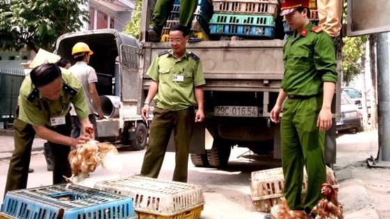 Lực lượng chức năng ra quân ngăn chặn gia cầm và các sản phẩm gia cầm nhập lậu