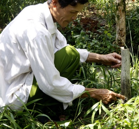 Ông Trần Văn Thắng (ở Gò Tranh, xã Vĩnh Xuân- Trà Ôn) tiếc nuối những cây cam ngày nào còn xanh, trái xum xuê, sau khi bơm thuốc thì phải cưa bỏ, bây giờ chỉ còn lại gốc.