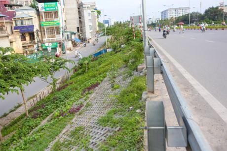 Thời gian gần đây, bờ kè đường vành đai 2, đoạn qua dốc Bưởi, Hà Nội bỗng biến thành một cánh đồng rau xanh ngát. Từ rau thơm, cải bắp, rau bí, rau muống, cà chua... đều được trồng tại đây. Mỗi buổi chiều, người dân rủ nhau xách nước, nhặt cỏ nhộn nhịp như một cánh đồng ở ngoại thành. (Ảnh: Minh Sơn/Vietnam+)