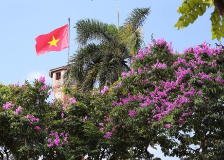 Mọi ngõ, ngách Hà Nội, đâu đâu cũng thấy một màu tím.