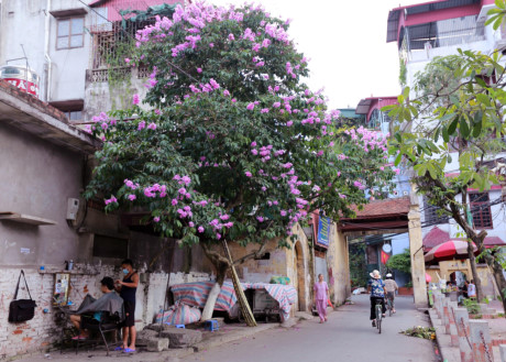  Sắc tím len lỏi vào những con ngõ nhỏ.