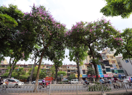 Bằng lăng được du nhập từ Ấn Độ, chẳng biết vào Việt Nam tự bao giờ nhưng loài hoa này đã gắn bó với bao thế hệ học trò.