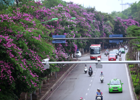 Con đường Kim Mã cũng trở nên đẹp hơn khi vào mùa bằng lăng nở rộ.