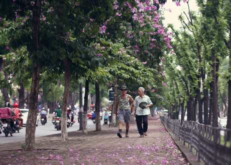 Màu tím của hoa biểu trưng cho sự thủy chung trong tình yêu. Còn đối với tình bạn, nó là sự thể hiện sự chân thành, bền chặt.
