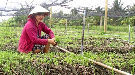 Chị Mai Kim Cương trong vườn rau nhà lưới.