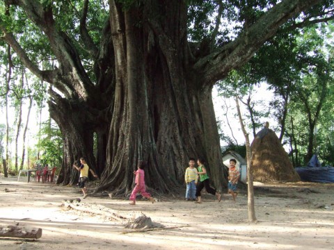 Cây da cổ 400 năm tuổi chứa đựng nhiều bí ẩn ở nơi này, là nơi chim lạ và rắn độc trú ngụ.