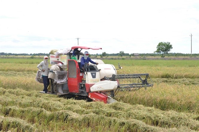 Cơ giới hóa khâu thu hoạch lúa trên CĐL (Ảnh: HĐ)